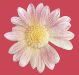 Mother's Day Gift Hamper